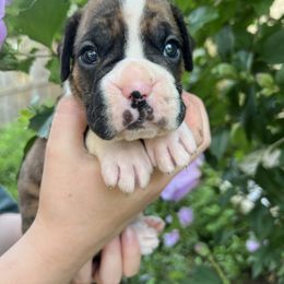 Flashy brindle male - Brindle male Boxer puppy in Enon, Ohio from Diamond Lane Boxers