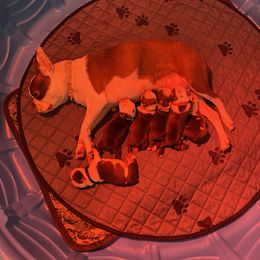 Boston Terrier and Boxer Puppies from Belue’s Boxers