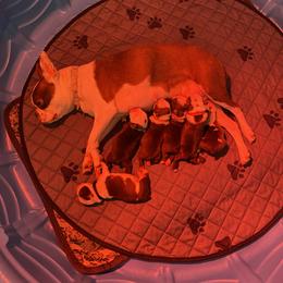 Boston Terrier and Boxer Puppies from Belue’s Boxers
