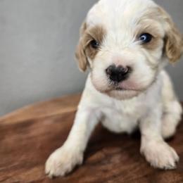 Forest - Blenheim male Cavapoo puppy in Roseville, California from Heavenly Goldendoodles