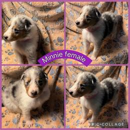 Minnie - Blue merle white and tan female Collie puppy in Elko, Nevada from Willow Creek Acres Dachshunds