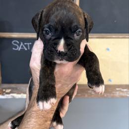 Max - Brindle male Boxer puppy in Rochester, Washington from Holly's Boxers of Rochester