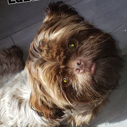 Shih Tzu Puppies from A Slice of Heaven's Shih Tzus