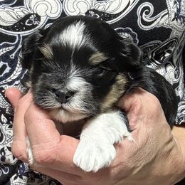 Male 3 - Black and tan male Havanese puppy in Congerville, Illinois from Happy Go Lucky Havanese