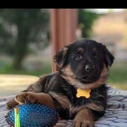 German Shepherd Puppies from Flussufer German Shepherds