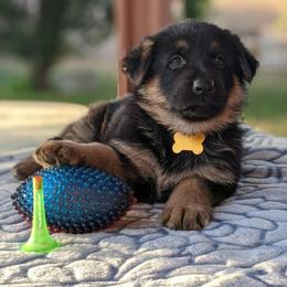 German Shepherd Puppies from Flussufer German Shepherds