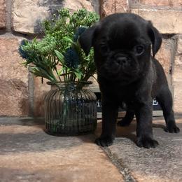 Red collar - Silver male Pug puppy in Tucson, Arizona from Furever Friends