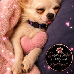 Chihuahua Puppies from Sugar Cookie Chihuahuas