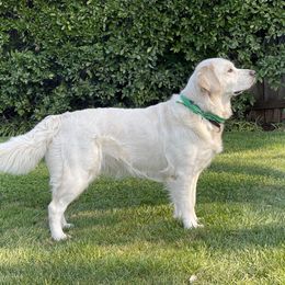 Quince - Golden Retriever