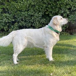 Quince - Golden Retriever