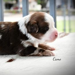 Camo - Red merle male Australian Shepherd puppy in Ranger, Texas from Outback Mini Aussies