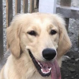 Golden Retriever All Grown Up from Nelsons Goldens