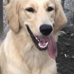 Golden Retriever All Grown Up from Nelsons Goldens