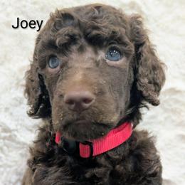Joey - Brown male Poodle puppy in Canton, South Dakota from Van Der Poodles