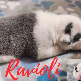 Boy 7 - Blue tri-color male Bulldog puppy in Washington from Sun City Campeiro Bulldogs
