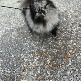Lux - Blue merle male Pomeranian puppy in Coleman, Oklahoma from Pretty Poms