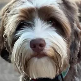 Bear - Australian Labradoodle