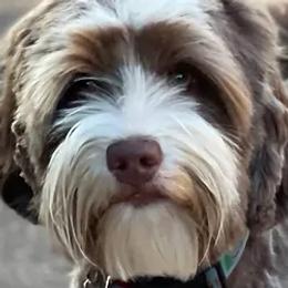 Bear - Australian Labradoodle