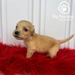 Mary - Cream female Goldendoodle puppy in Utah County, Utah from Big Hearted Breeders