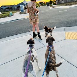 Lagotto Romagnolo Puppies from Anna’s Lagottos