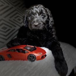 Goldendoodle Puppies from Orange Blossom Doodles