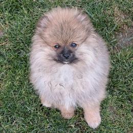 Hudson - Cream sable parti male Pomeranian puppy in Scio, Oregon from Mac Daddy Poms