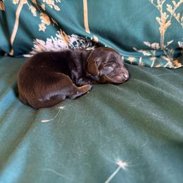 Hannah - Red female Dachshund puppy in Nampa, Idaho from 208 Wiener Wiggle Butts LLC
