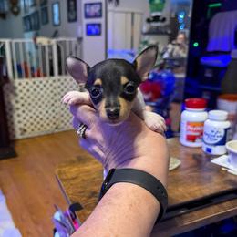 Pup E - White black and tan female Toy Fox Terrier puppy in Clermont, Florida from Debbie Hiles's Toy Fox Terriers