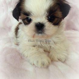 Shih Tzu Puppies from Black Velvet Shih Tzu
