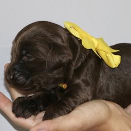 Yellow - Chocolate female Australian Labradoodle puppy in Milton, North Carolina from Good Day Doodles