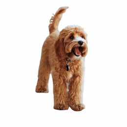 Bobbi - Bernedoodle