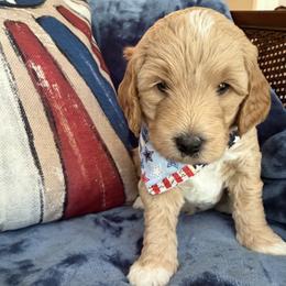 Indy aka Black Collar - Cream male Goldendoodle puppy in Portland, Tennessee from Happy_Tails_by_TJ