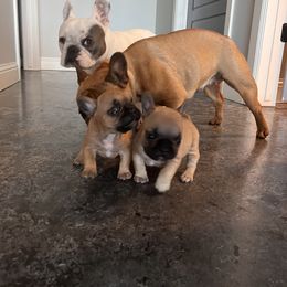 French Bulldog Puppies from Rockstar Kennel
