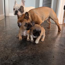 French Bulldog Puppies from Rockstar Kennel