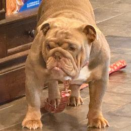 Harley - Bulldog