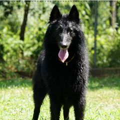 Raquel - Belgian Tervuren