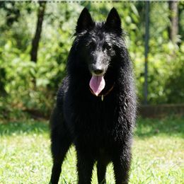 Raquel - Belgian Tervuren