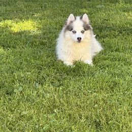 Trini - Black and white female Pomsky puppy in Bucyrus, Missouri from Hill Top Pomskies
