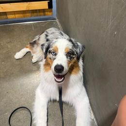 Potter - Blue merle male Australian Shepherd puppy in Lakewood, California from Cloud Nine Kennel