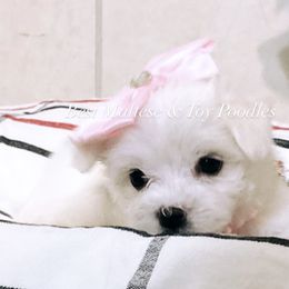 Companion Cross, Maltese, and Maltipoo Puppies from Best Maltese & Toy Poodles of Texas
