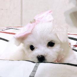 Companion Cross, Maltese, and Maltipoo Puppies from Best Maltese & Toy Poodles of Texas