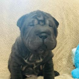 Sable - Black sable female Chinese Shar-Pei puppy in China, Michigan from Blackwitch Farms