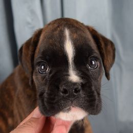 Boxer Puppies from Cadogans Boxers