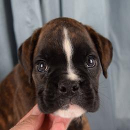 Boxer Puppies from Cadogans Boxers