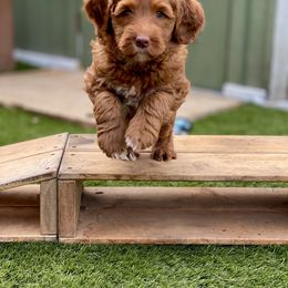 Australian Labradoodle Puppies from Cascade Canyon Labradoodles