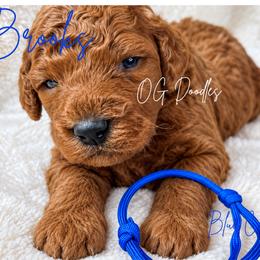 Brooks - Red  male Goldendoodle puppy in Cleveland, Georgia from The O.G. Doodles