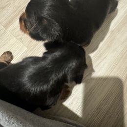 Yorkshire Terrier Puppies from Yorkshire Terrier Puppies