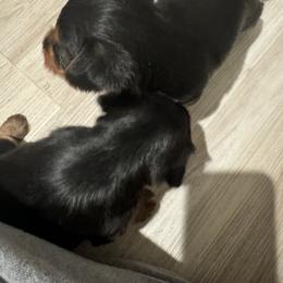 Yorkshire Terrier Puppies from Yorkshire Terrier Puppies