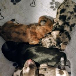 Wilson - Dapple male Dachshund puppy in Annandale, Minnesota from Weiners on a Hill