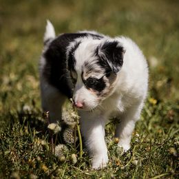 Border Collie Puppies from Gold Creek Ranch Border Collies